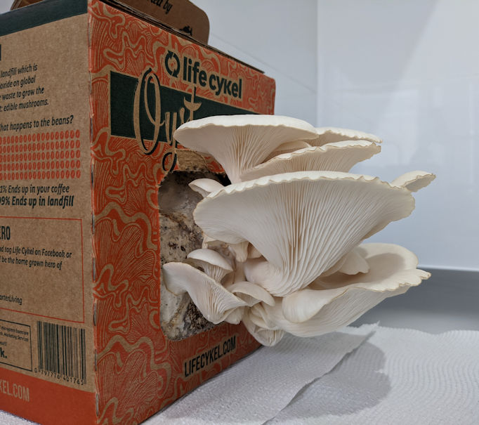 Oyster mushroom growing kit
