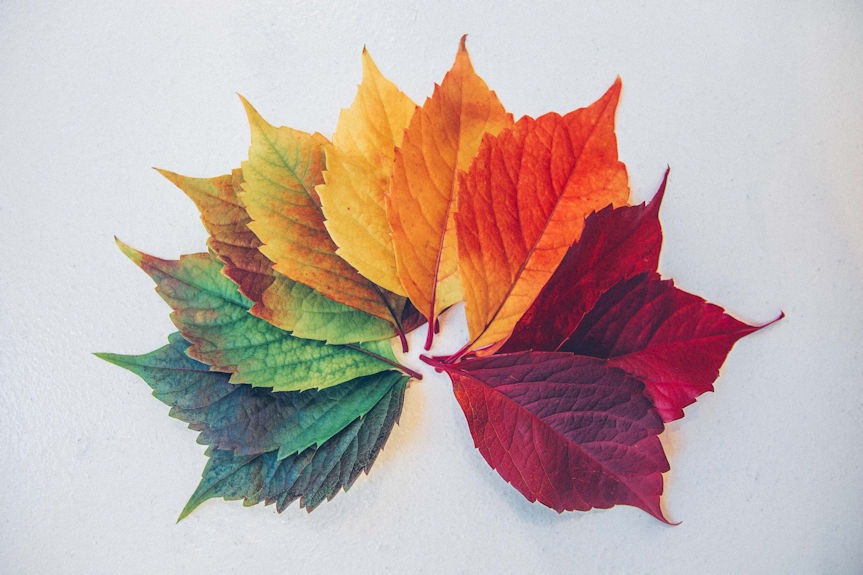 Colourful leaves arranged in an arch shape