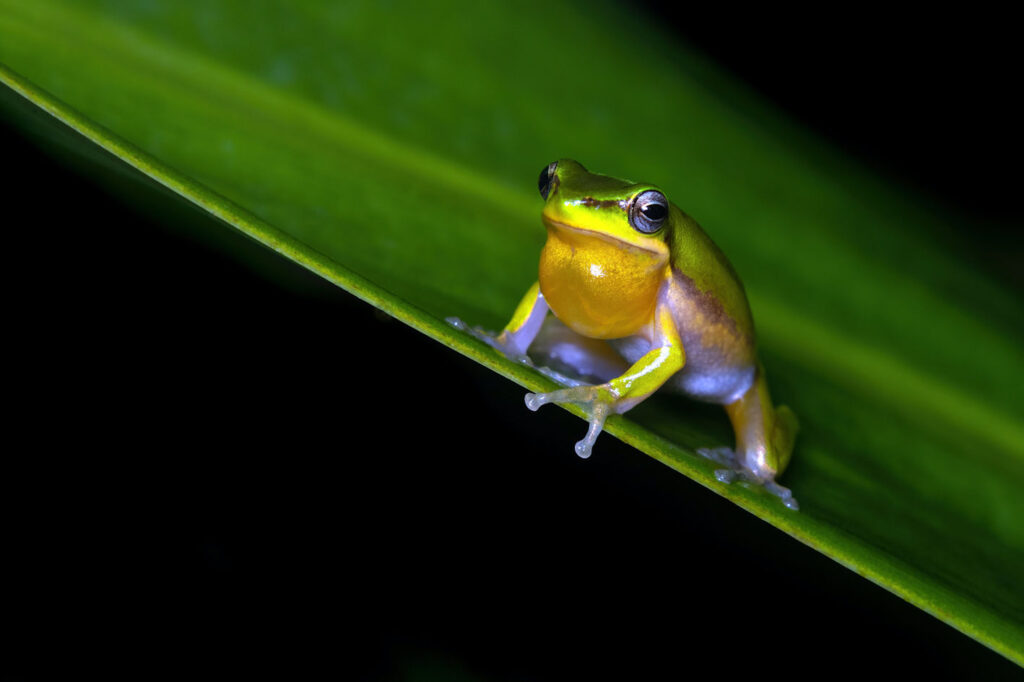 Australian frog sitting on a leaf