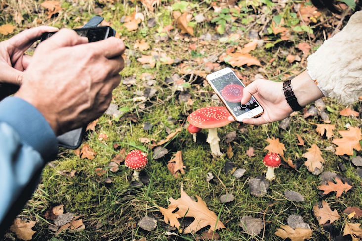 Adults taking photos of a red and white spotted mushroom on their smartphones